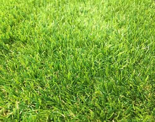 Sasha Artificial Grass